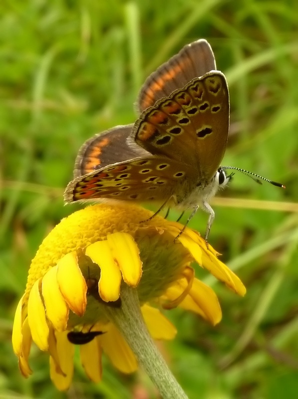 confermiamo Polyommatus thersites?